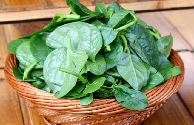 木耳菜的作用与功效(图1) 木耳菜的作用与功效(图1)