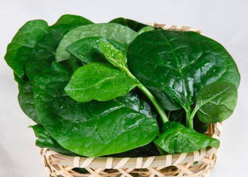 木耳菜的作用与功效(图3) 木耳菜的作用与功效(图3)