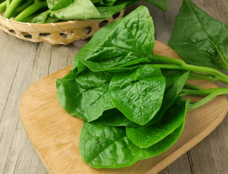 木耳菜的作用与功效(图4) 木耳菜的作用与功效(图4)